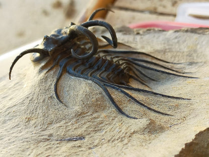 Dicranurus Monstrosus — Natural Spiny Trilobite — image 4