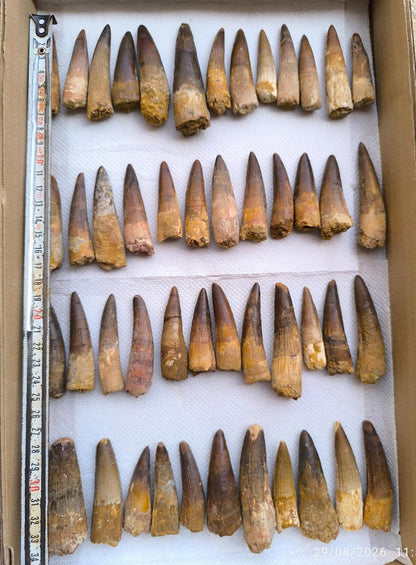 Spinosaurus Dinosaur Tooth Fossils - Genuine Spinosaurus Teeth