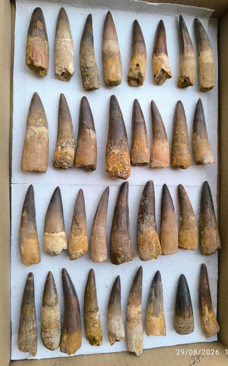 Spinosaurus Dinosaur Tooth Fossils - Genuine Spinosaurus Teeth