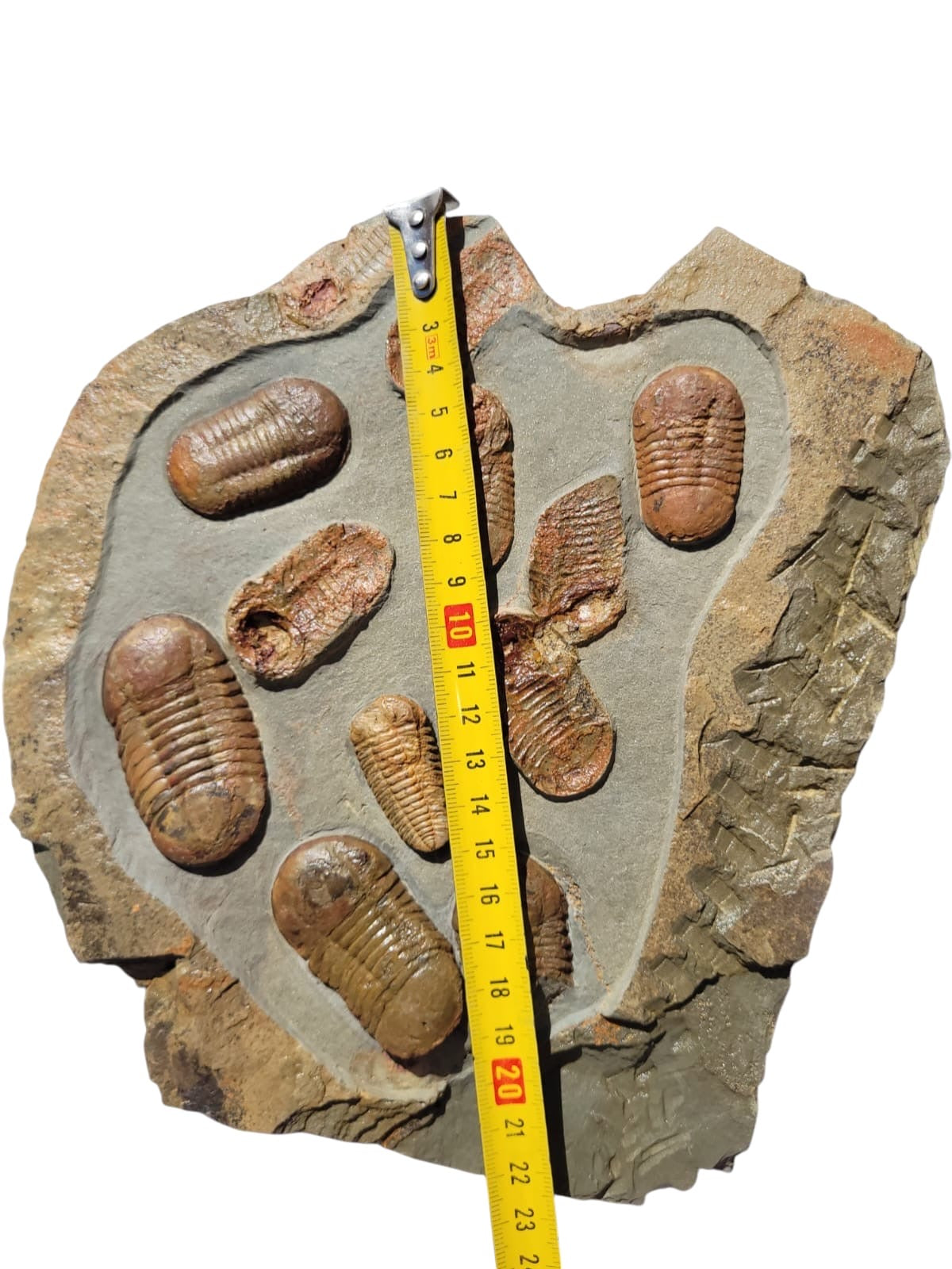 Asaphus Group — image 2