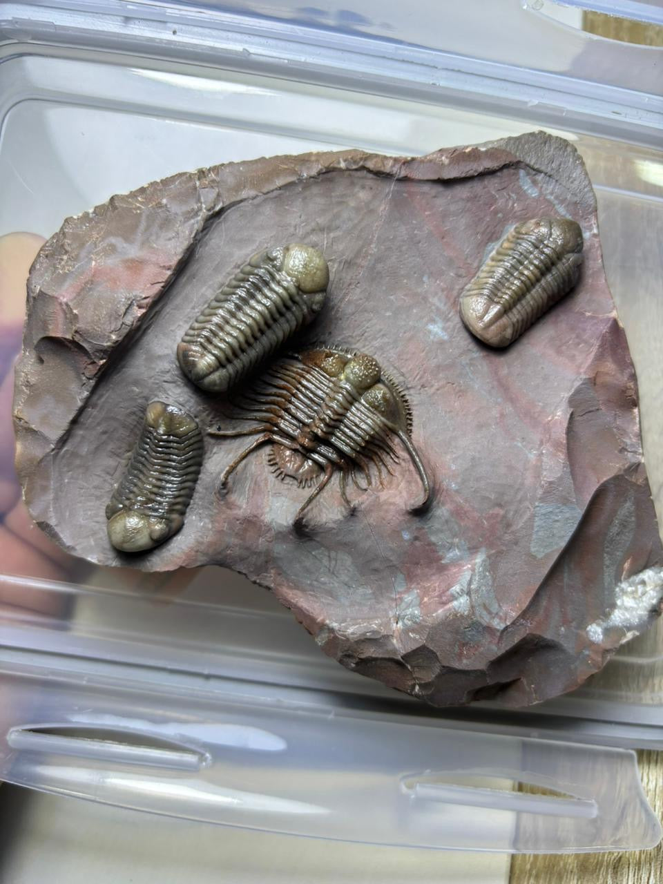Cyphaspides Nicoleae & Austerops — Middle Devonian — image 1