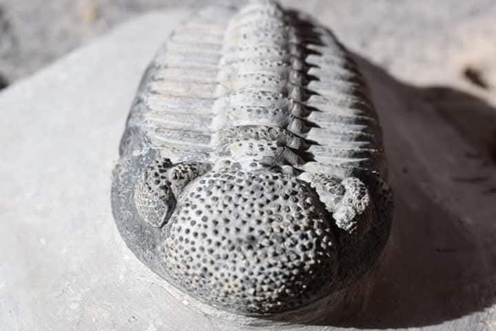 Trilobite Drotops — Large-Eyed Specimen — image 1