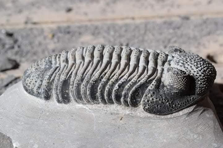 Trilobite Drotops — Large-Eyed Specimen — image 2