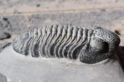 Trilobite Drotops — Large-Eyed Specimen — image 2