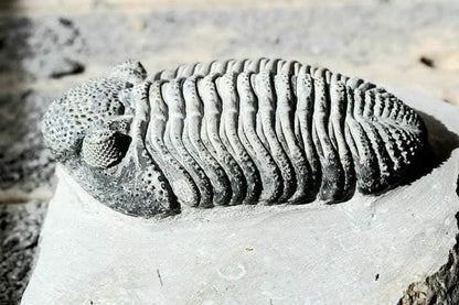 Trilobite Drotops — Large-Eyed Specimen — image 3