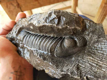 Trilobite Drotops — Large-Eyed Specimen — image 4