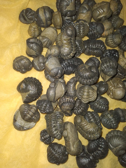 Reedops Fused Trilobite — Lower Devonian — image 1