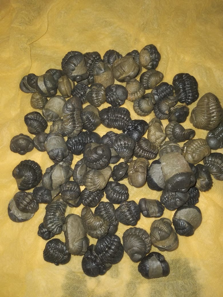 Reedops Fused Trilobite — Lower Devonian — image 2