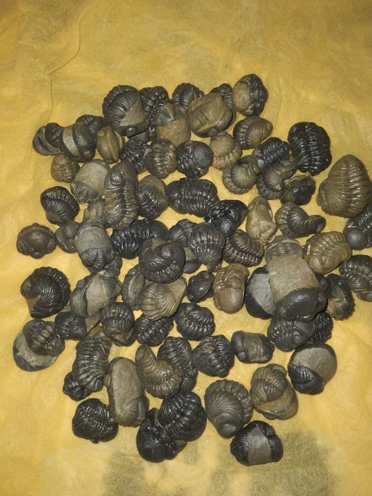 Reedops Fused Trilobite — Lower Devonian — image 2