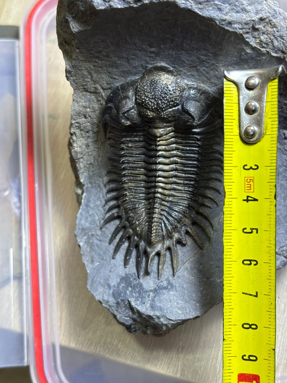Saharops — Middle Devonian Paleozoic Trilobite — image 1