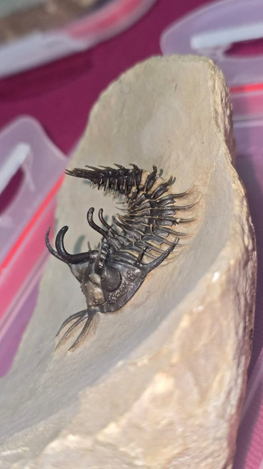 Saharops — Middle Devonian Paleozoic Trilobite — image 2