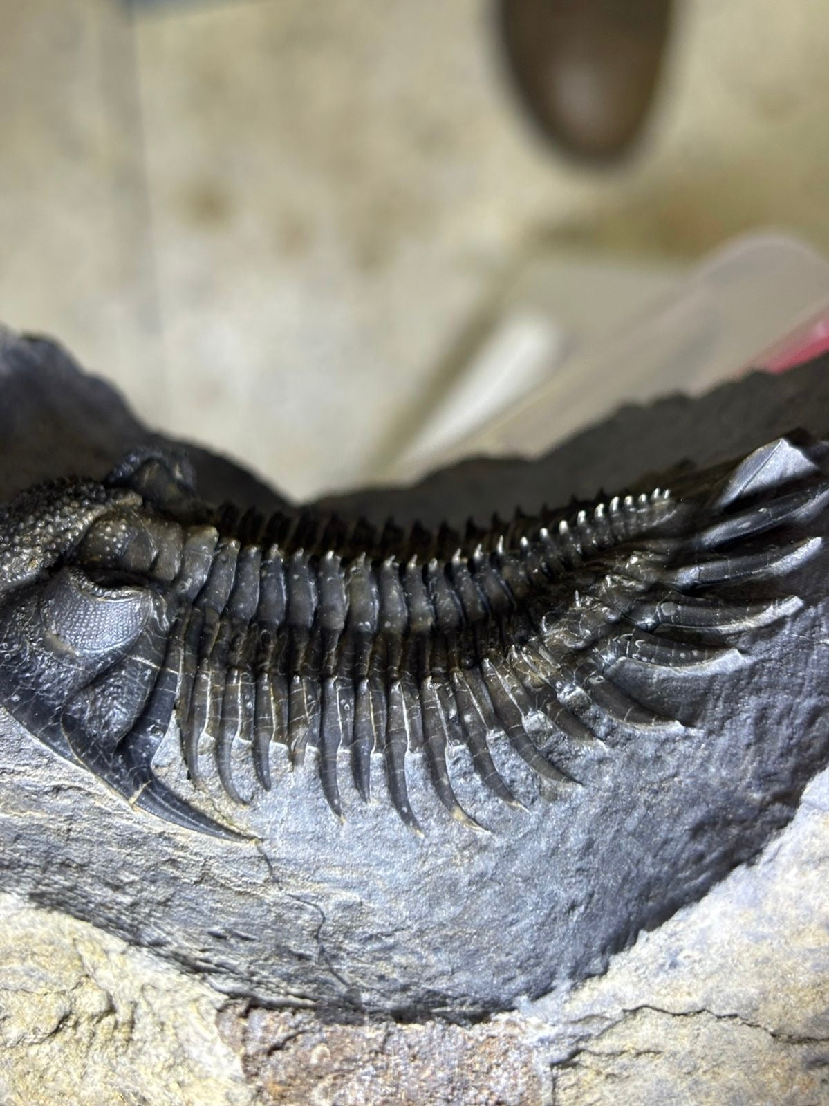 Saharops — Middle Devonian Paleozoic Trilobite — image 3