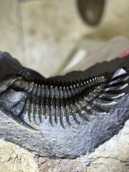 Saharops — Middle Devonian Paleozoic Trilobite — image 3