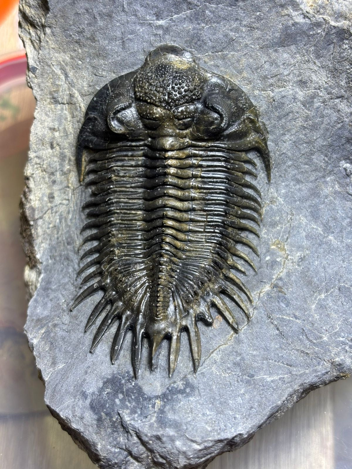 Saharops — Middle Devonian Paleozoic Trilobite — image 4