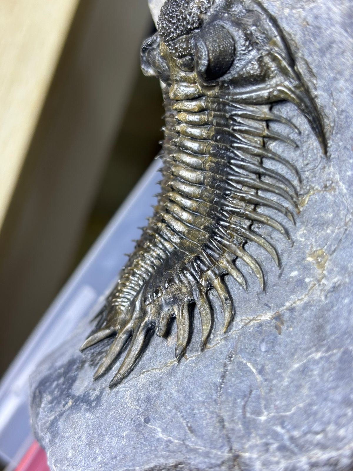 Saharops — Middle Devonian Paleozoic Trilobite — image 5