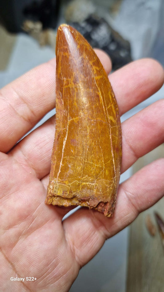 Carcharodontosaurus Tooth — Cretaceous Dinosaur Fossil — image 1