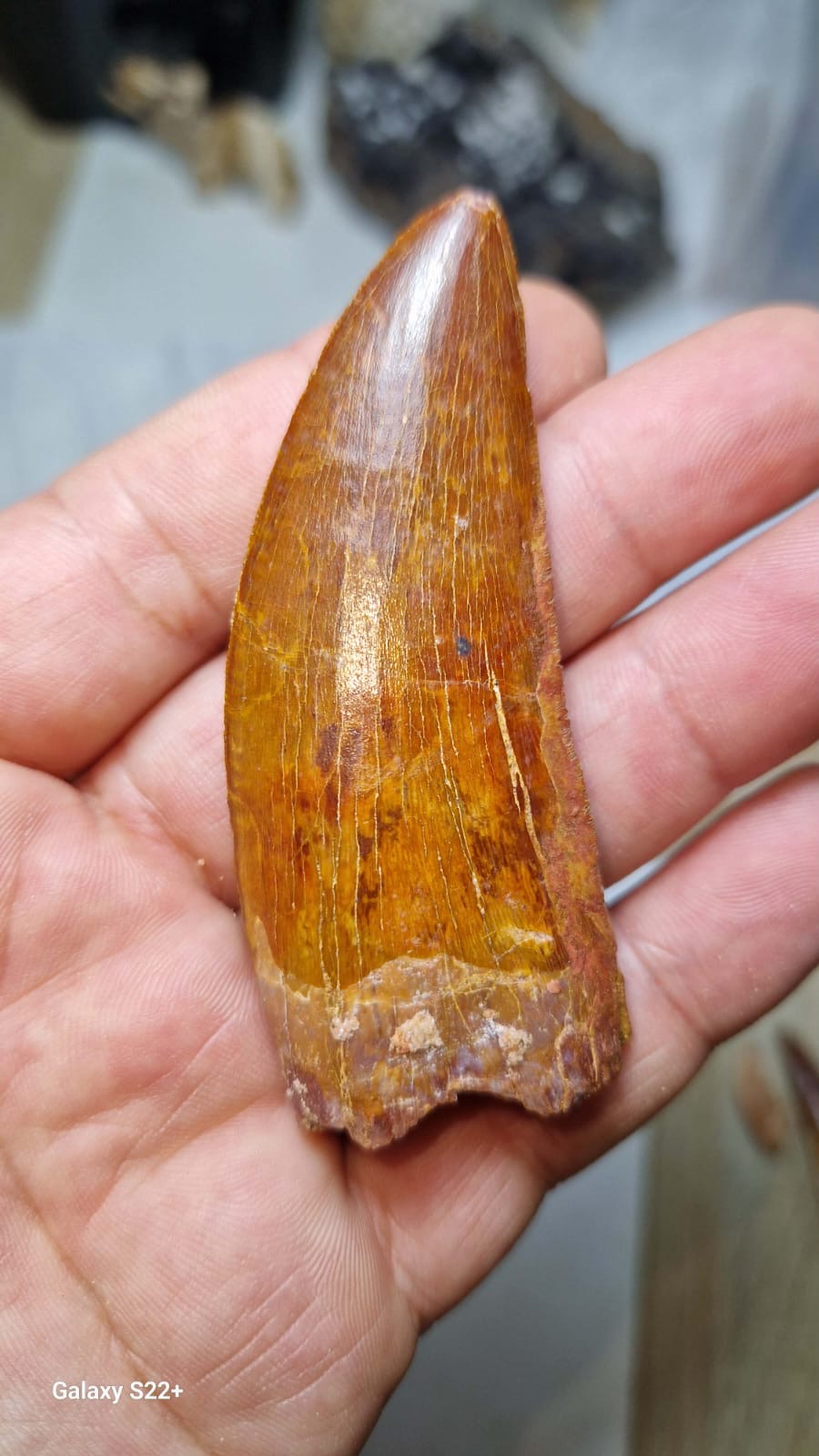 Carcharodontosaurus Tooth — Cretaceous Dinosaur Fossil — image 2