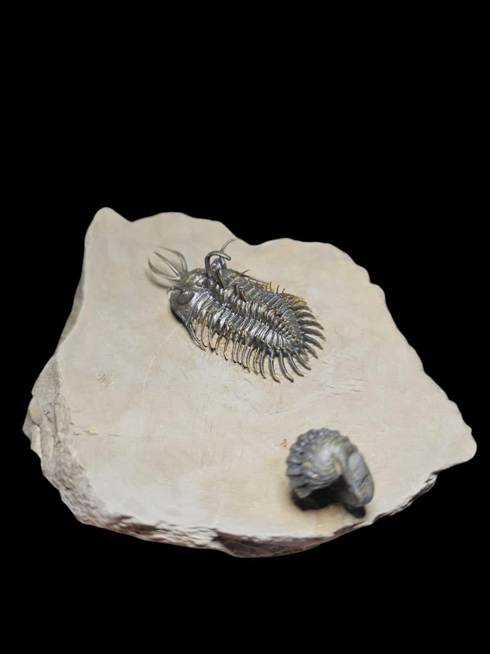 Walliserops Hammi — Spiny Moroccan Trilobite — image 1