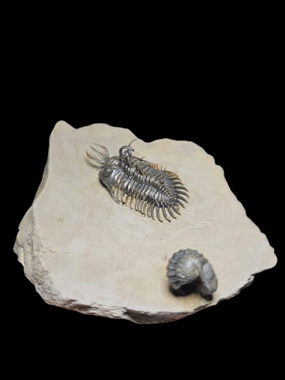 Walliserops Hammi — Spiny Moroccan Trilobite — image 1