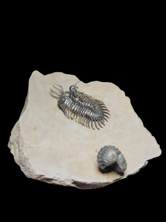 Walliserops Hammi — Spiny Moroccan Trilobite — image 1