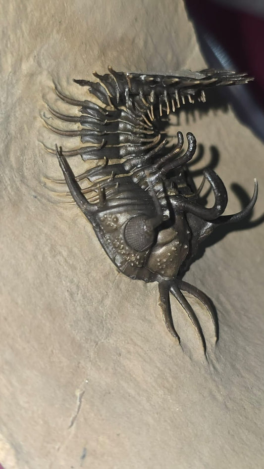 Walliserops Hammi — Spiny Moroccan Trilobite — image 2