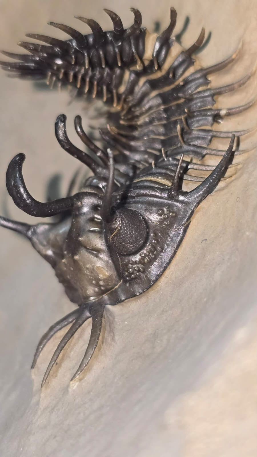 Walliserops Hammi — Spiny Moroccan Trilobite — image 3