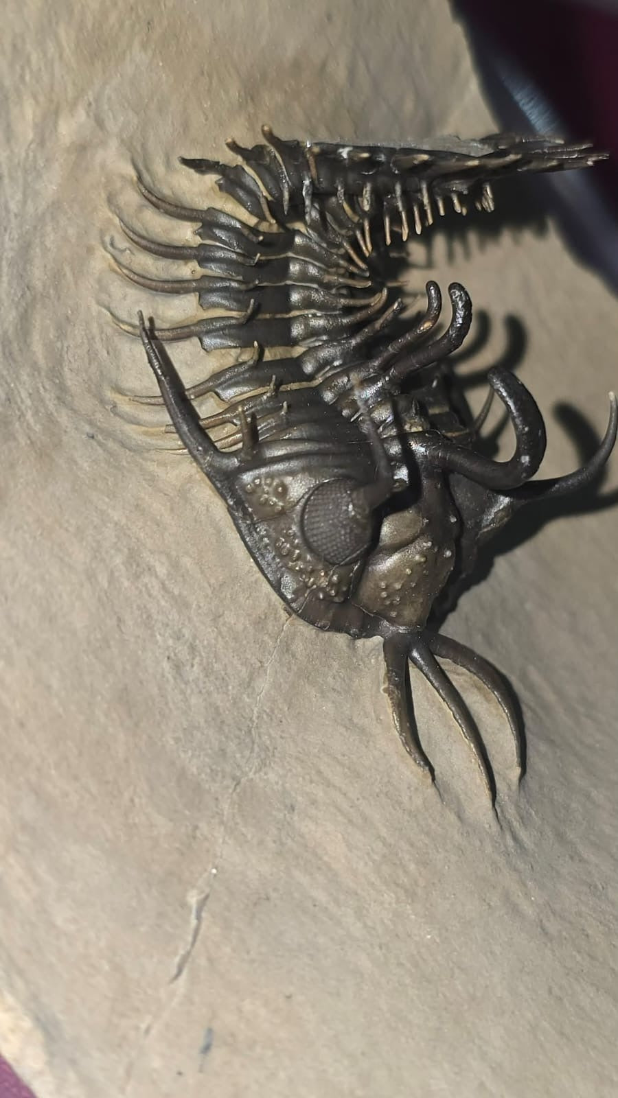 Walliserops Hammi — Spiny Moroccan Trilobite — image 4
