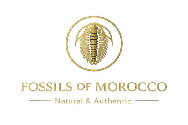 fossils of morocco natural 